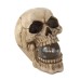 Skull With Light-Up Orb